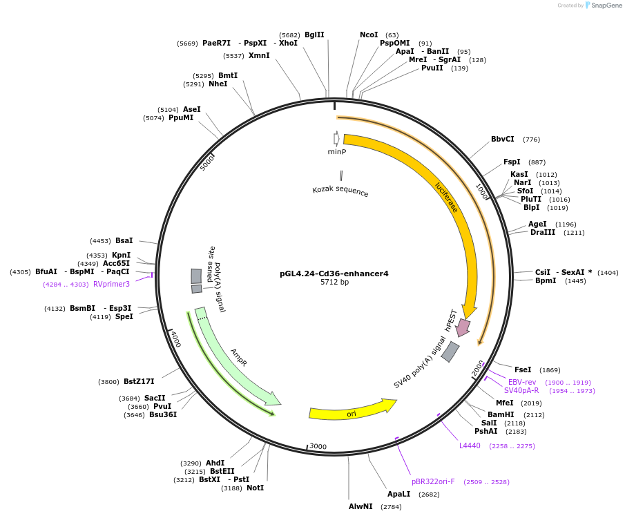 138576-plasmid-map-sequence-id-275931