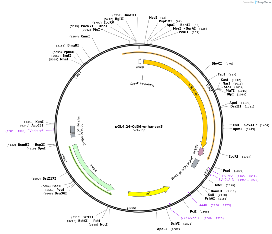 138577-plasmid-map-sequence-id-275935
