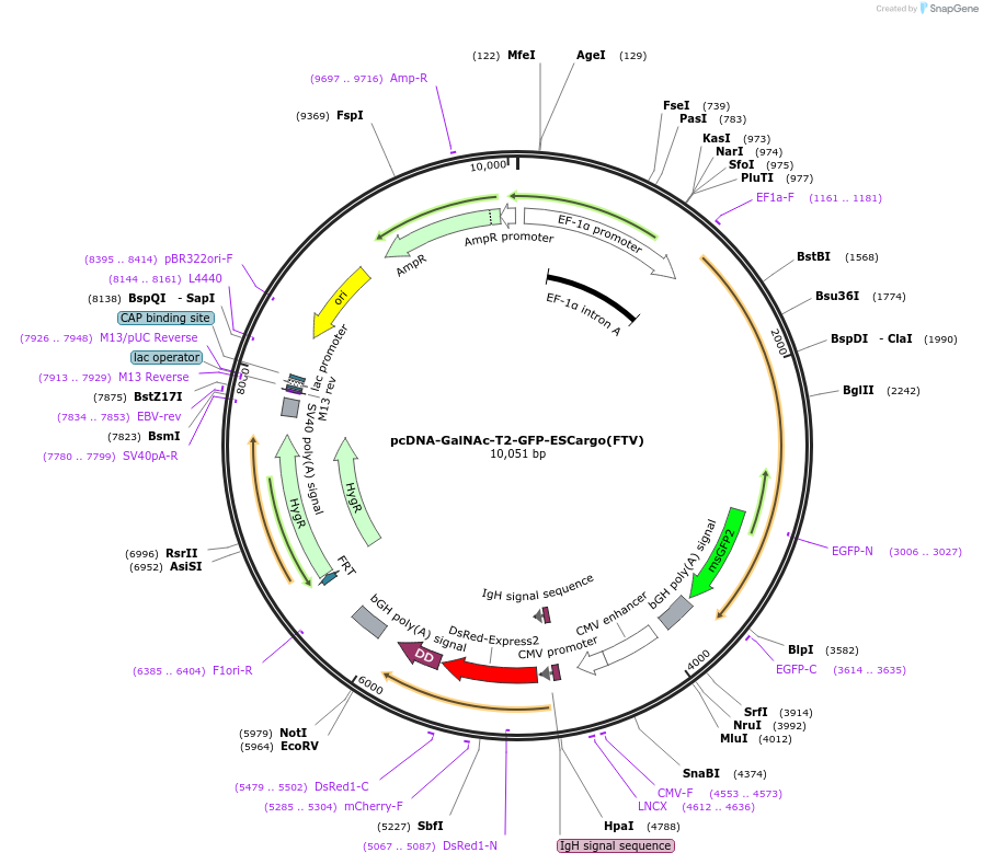 140163-plasmid-map-sequence-id-275937