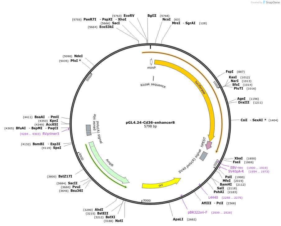 138580-plasmid-map-sequence-id-275938