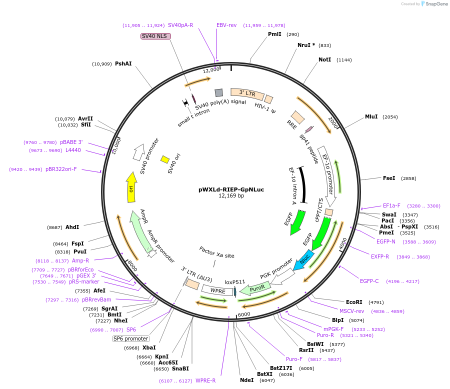 135935-plasmid-map-sequence-id-275941