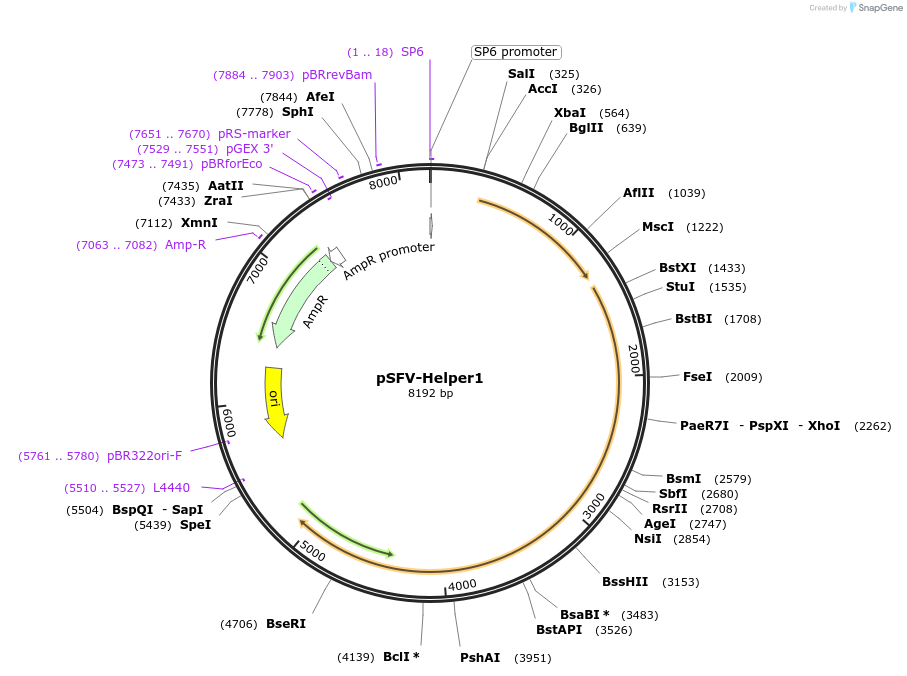 92073-plasmid-map-sequence-id-275942