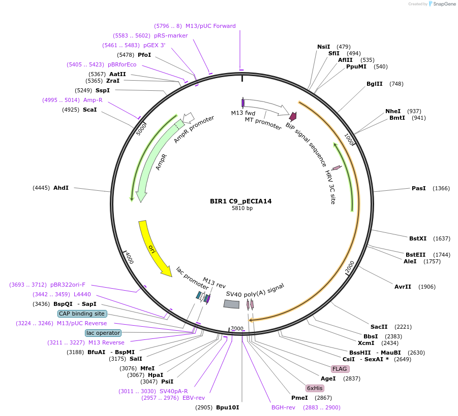 114888-plasmid-map-sequence-id-275967