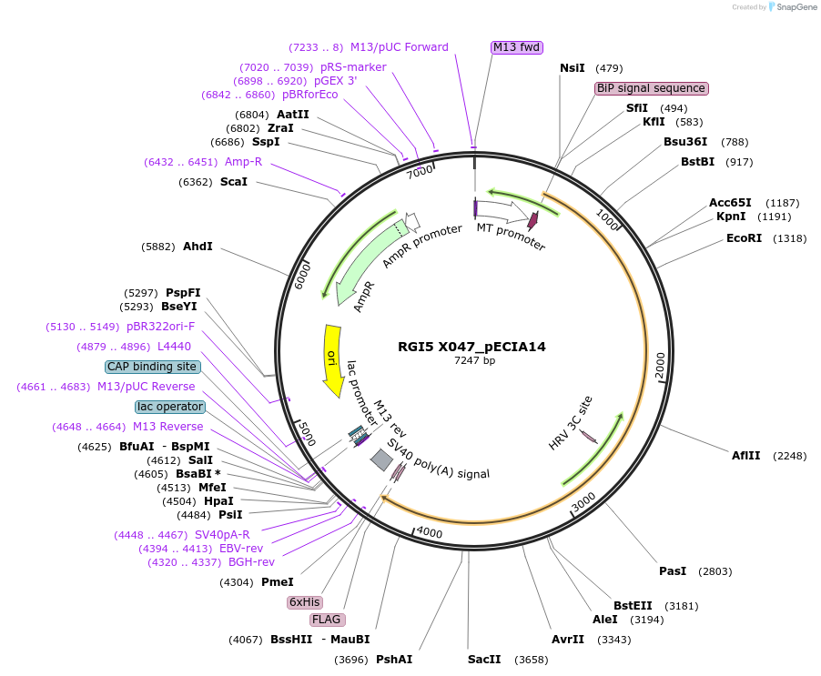 114897-plasmid-map-sequence-id-275978