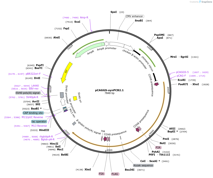 139478-plasmid-map-sequence-id-275998