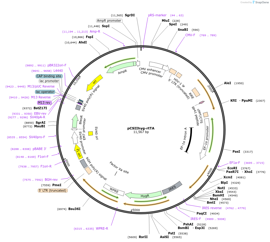 139480-plasmid-map-sequence-id-276014