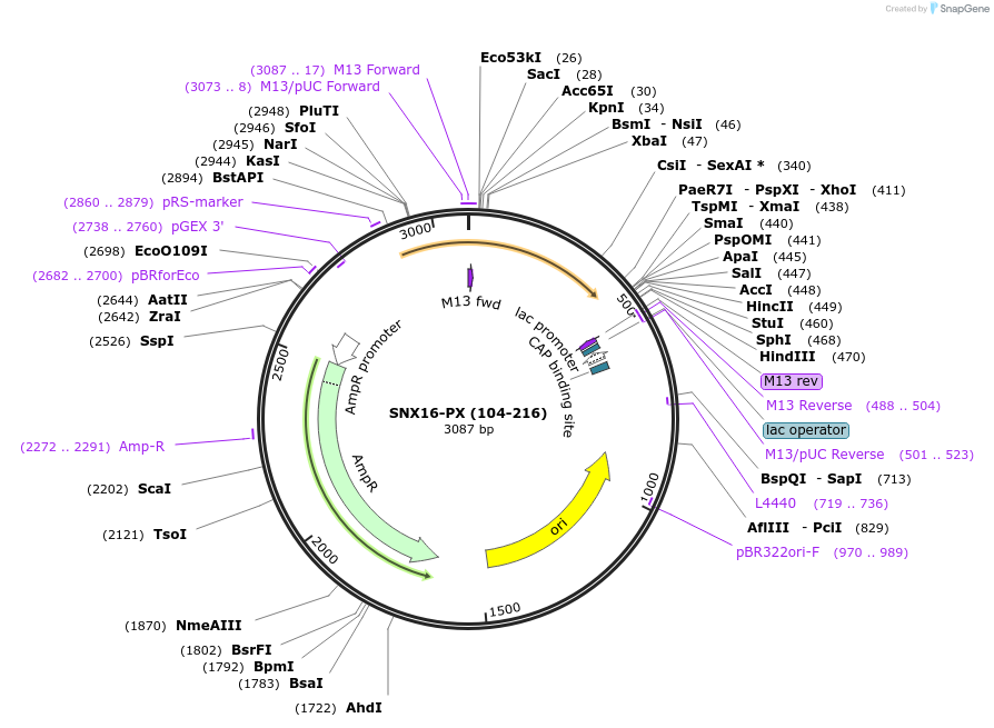 119097-plasmid-map-sequence-id-276039