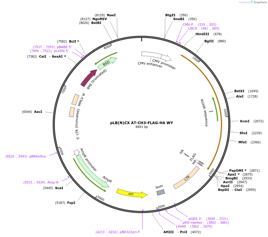 133725-plasmid-map-sequence-id-276050