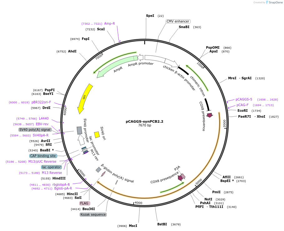 139479-plasmid-map-sequence-id-276081