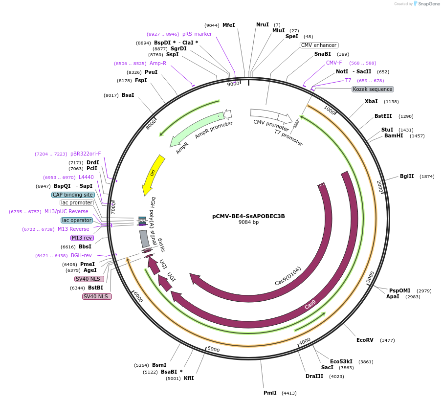 138343-plasmid-map-sequence-id-276108