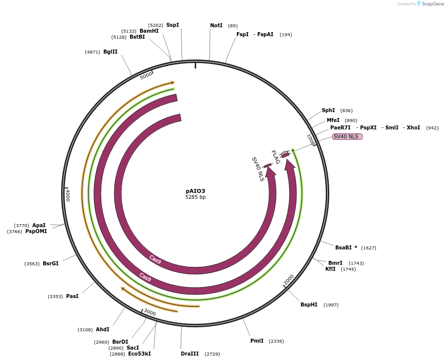 137844-plasmid-map-sequence-id-276190