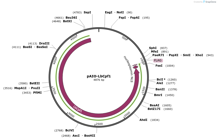 137847-plasmid-map-sequence-id-276197