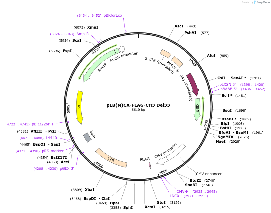 133724-plasmid-map-sequence-id-276246
