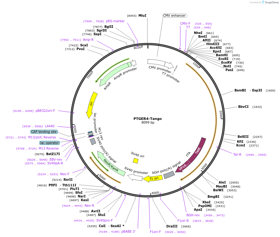 66486-plasmid-map-sequence-id-276279