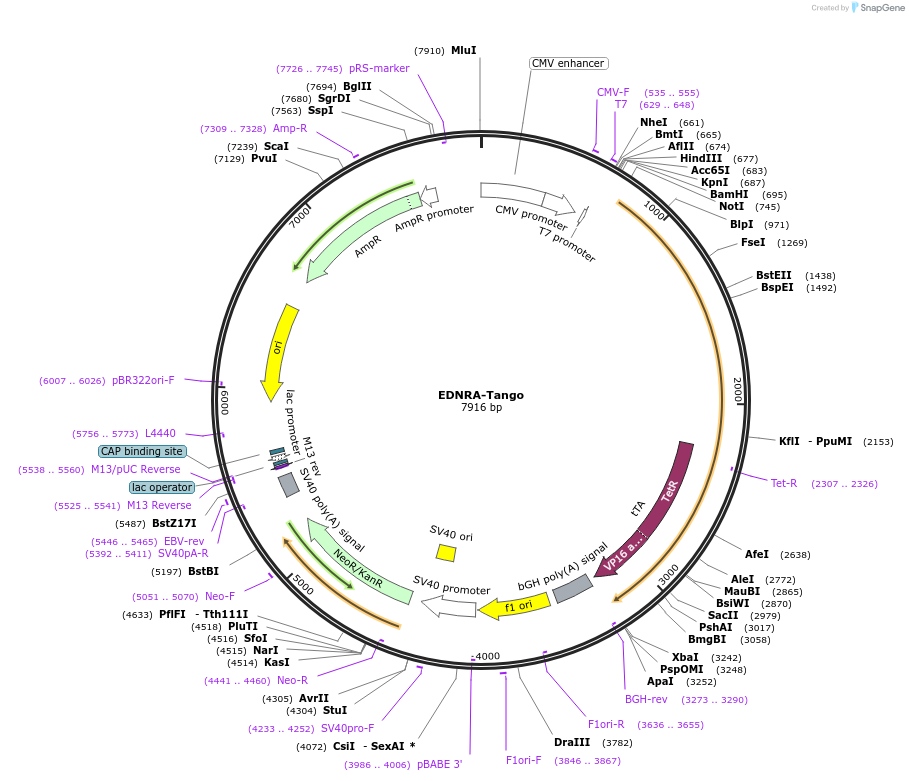 66273-plasmid-map-sequence-id-276280