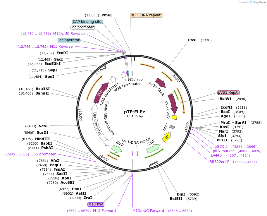 139672-plasmid-map-sequence-id-276311