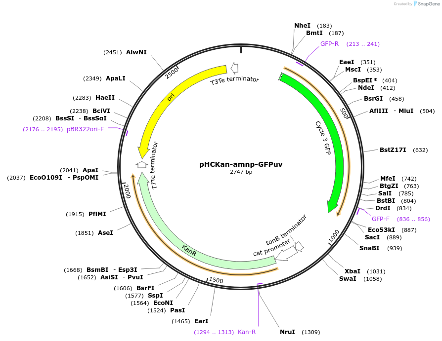 139070-plasmid-map-sequence-id-276317
