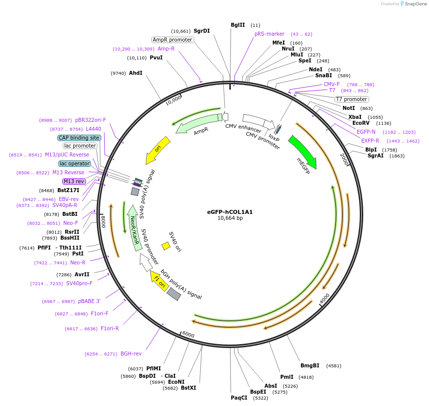 140110-plasmid-map-sequence-id-276323