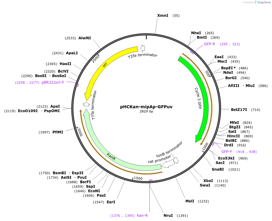 139071-plasmid-map-sequence-id-276361