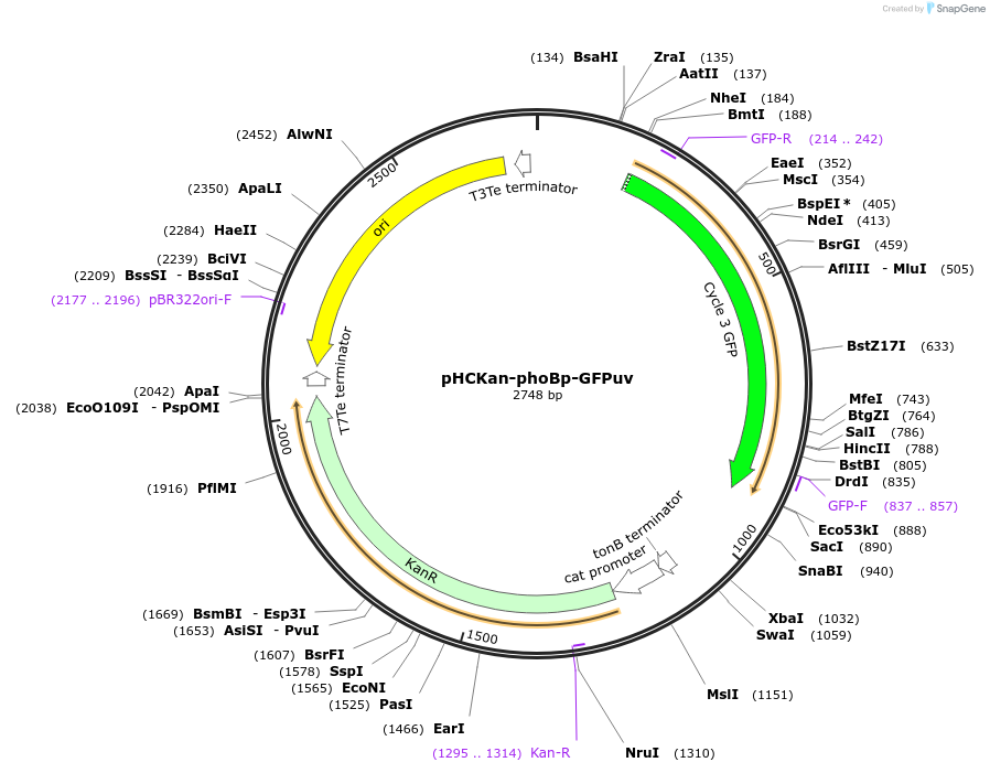 139073-plasmid-map-sequence-id-276364