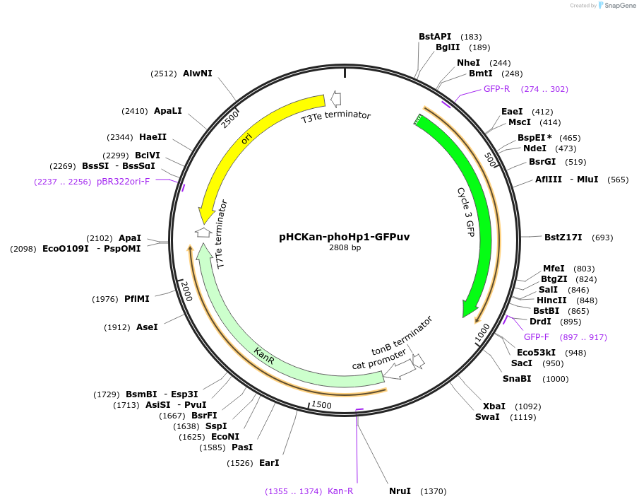 139075-plasmid-map-sequence-id-276367