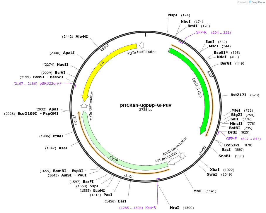 139078-plasmid-map-sequence-id-276370
