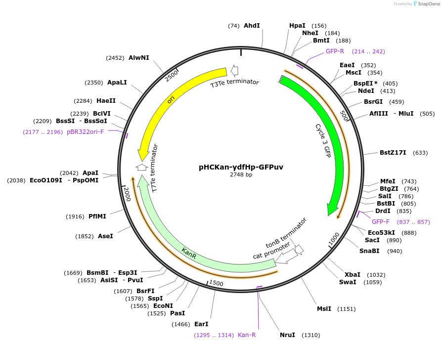 139079-plasmid-map-sequence-id-276371
