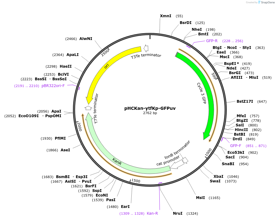 139085-plasmid-map-sequence-id-276373