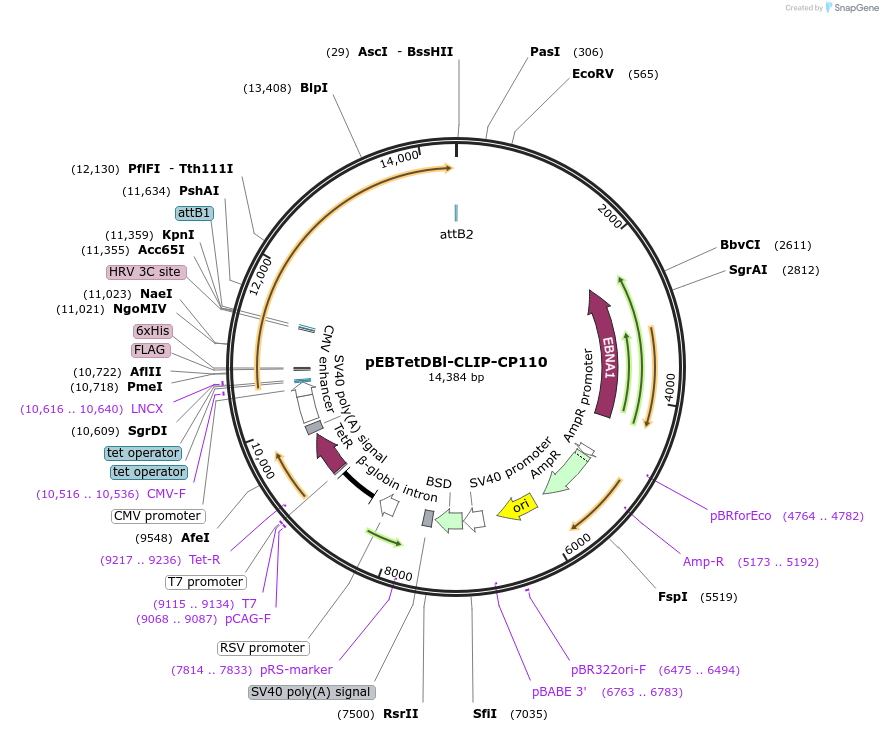 136852-plasmid-map-sequence-id-276383