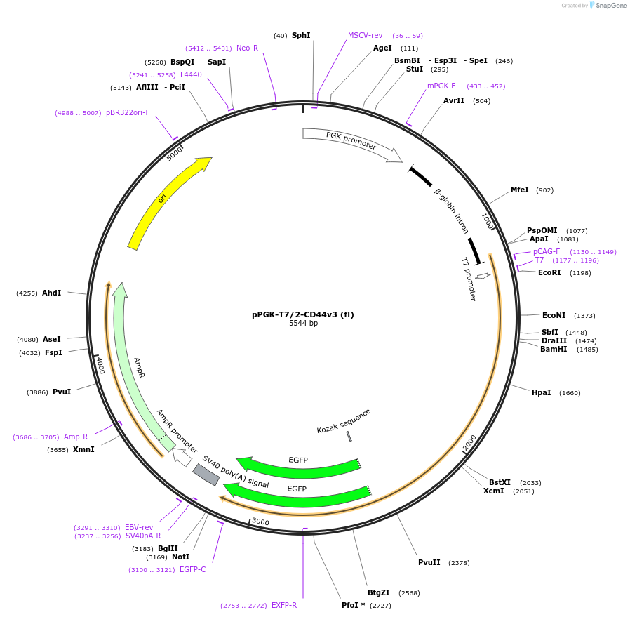 137814-plasmid-map-sequence-id-276411