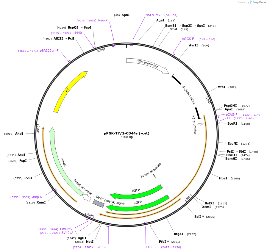 137815-plasmid-map-sequence-id-276412