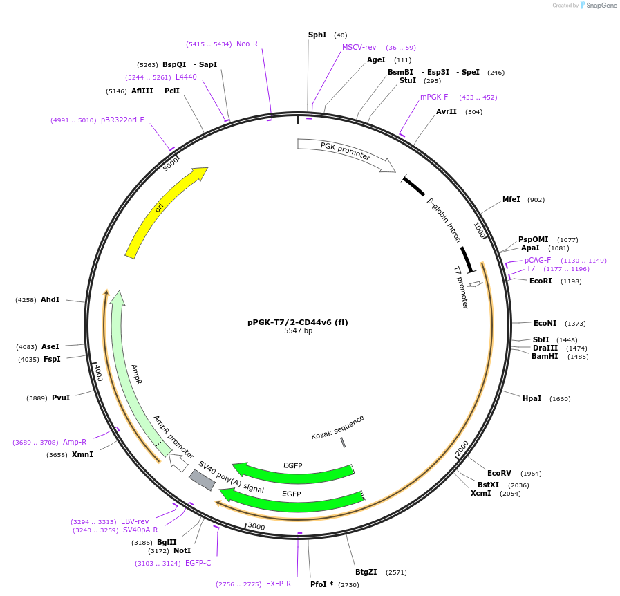137816-plasmid-map-sequence-id-276413