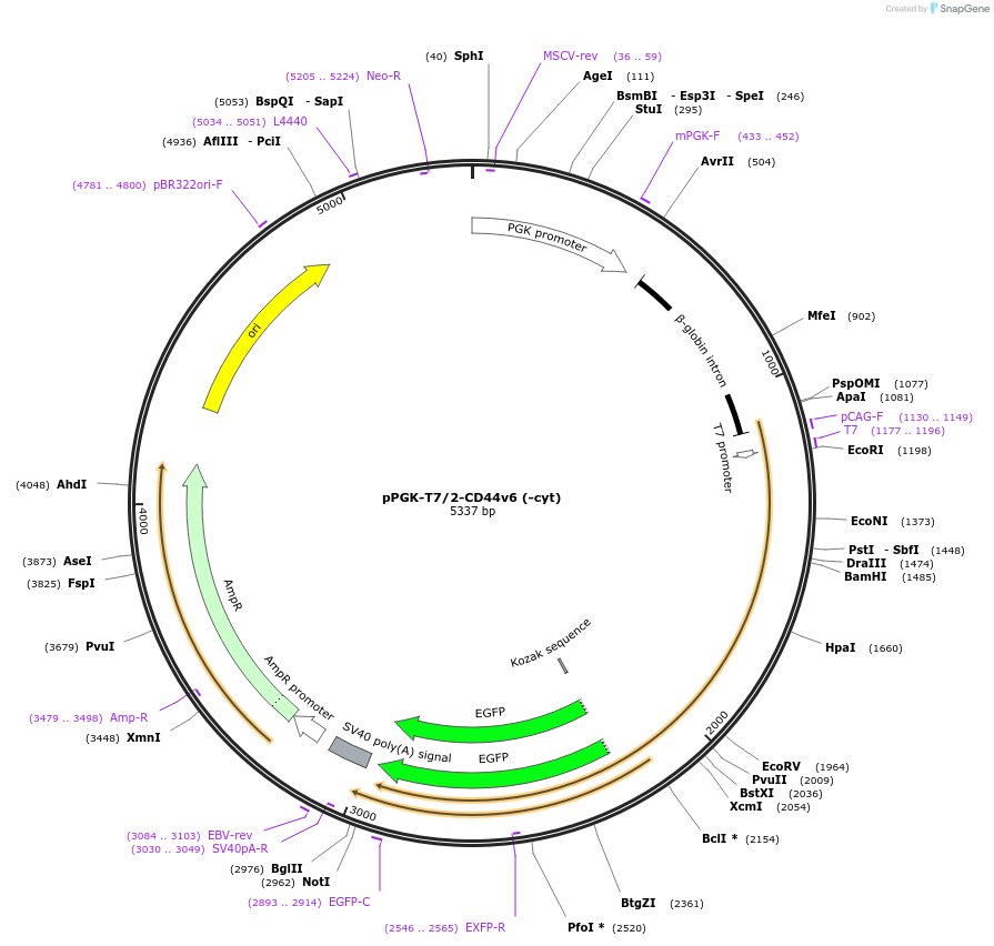 137817-plasmid-map-sequence-id-276414
