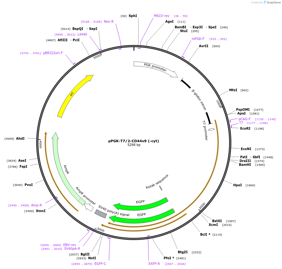 137819-plasmid-map-sequence-id-276416