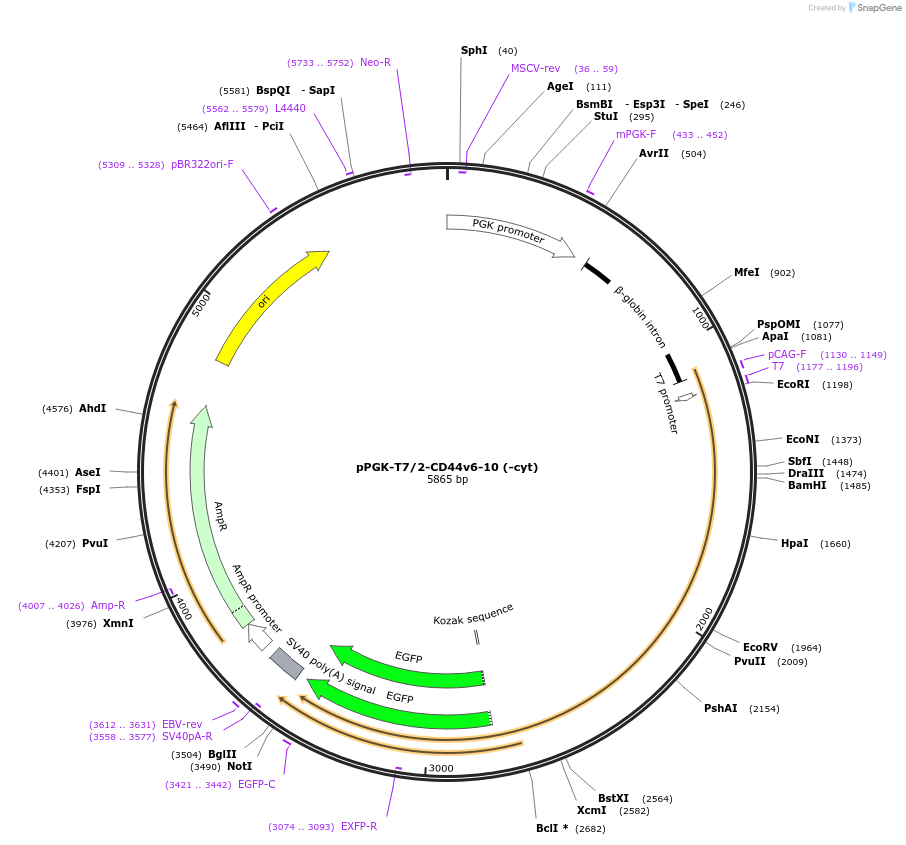 137821-plasmid-map-sequence-id-276418