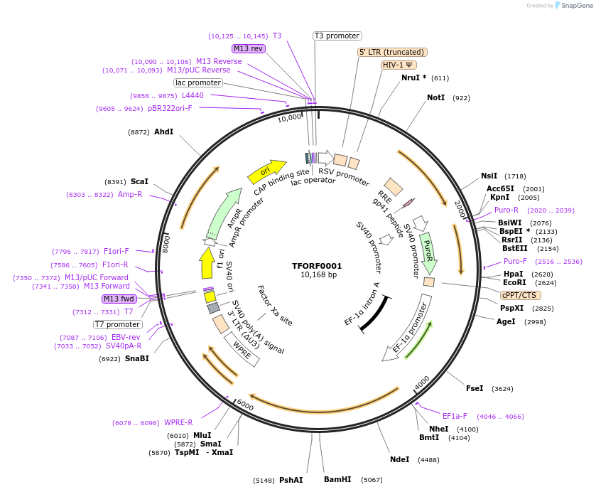 141469-plasmid-map-sequence-id-276543