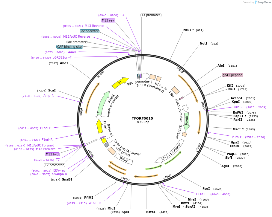141475-plasmid-map-sequence-id-276561