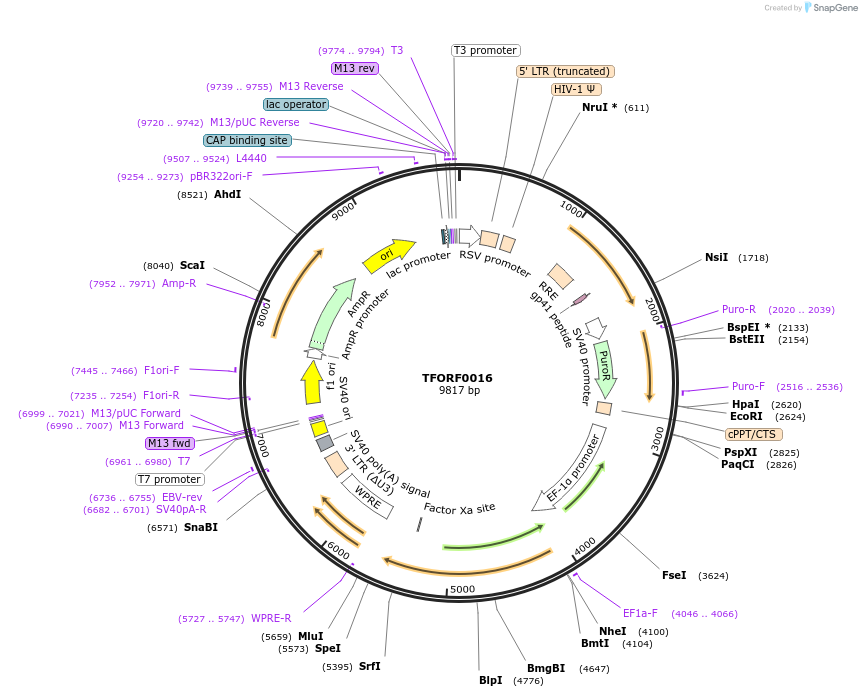 141476-plasmid-map-sequence-id-276564