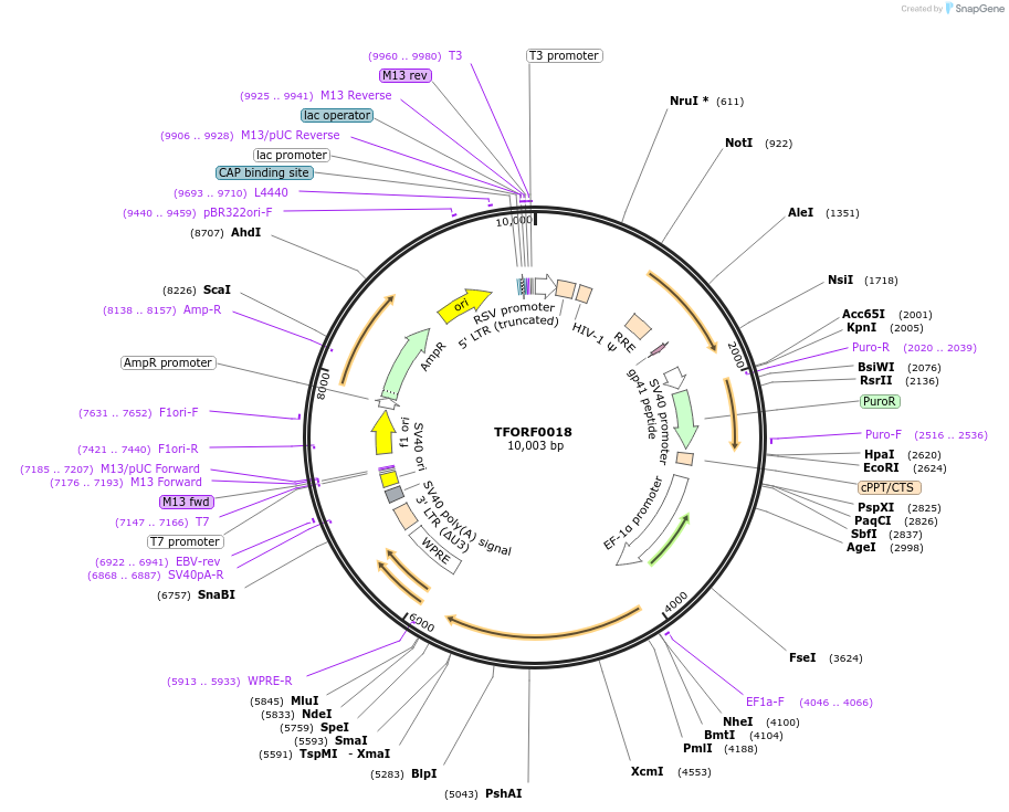 141477-plasmid-map-sequence-id-276567