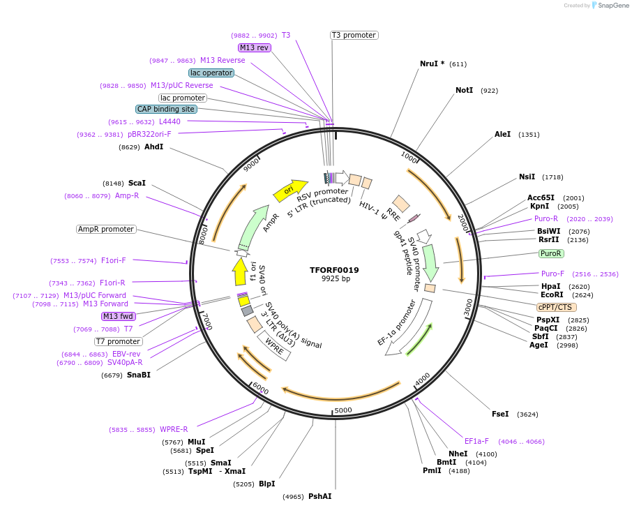 141478-plasmid-map-sequence-id-276570