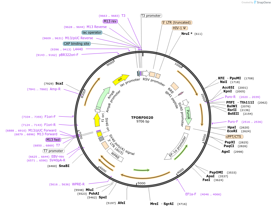141479-plasmid-map-sequence-id-276573