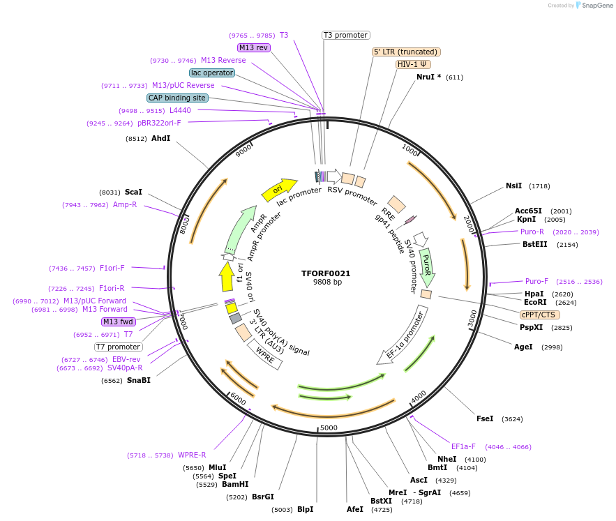 141480-plasmid-map-sequence-id-276576