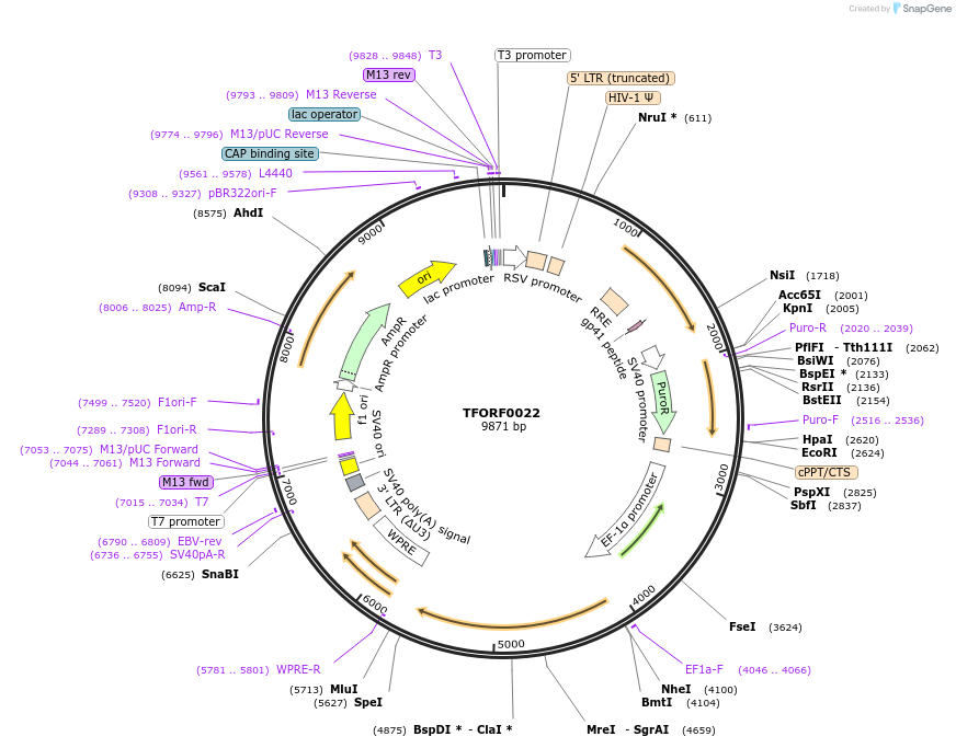 141481-plasmid-map-sequence-id-276579