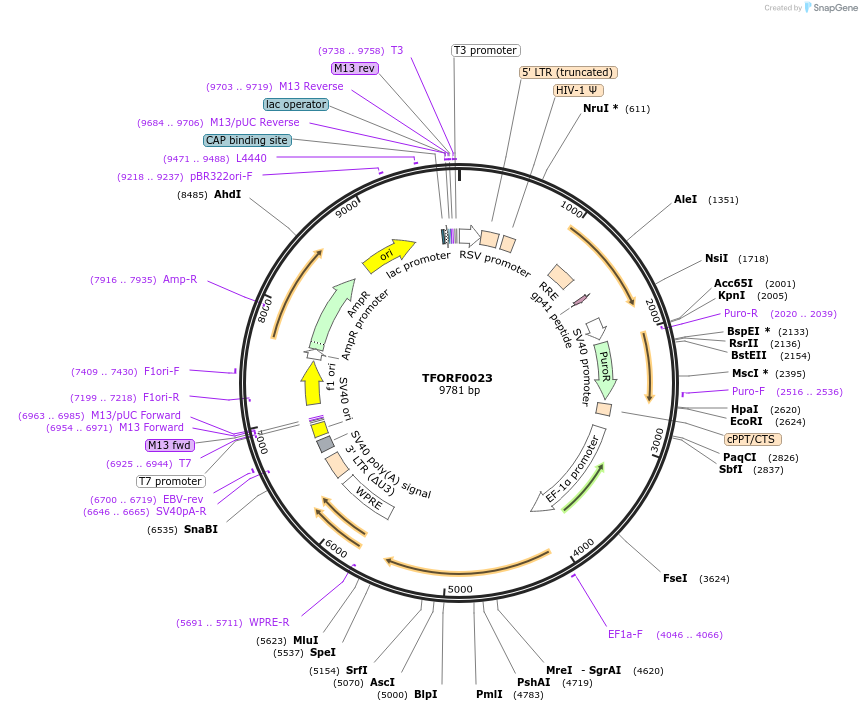 141482-plasmid-map-sequence-id-276582