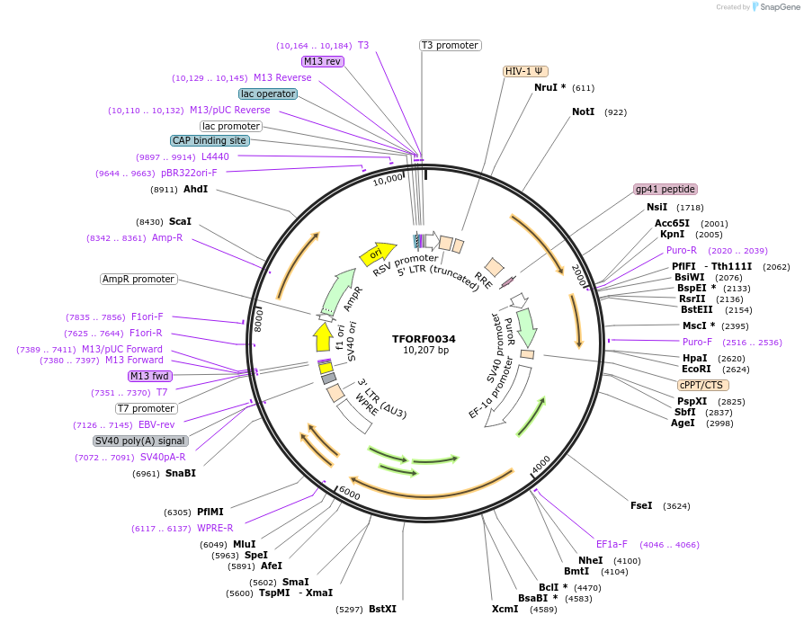 141486-plasmid-map-sequence-id-276594