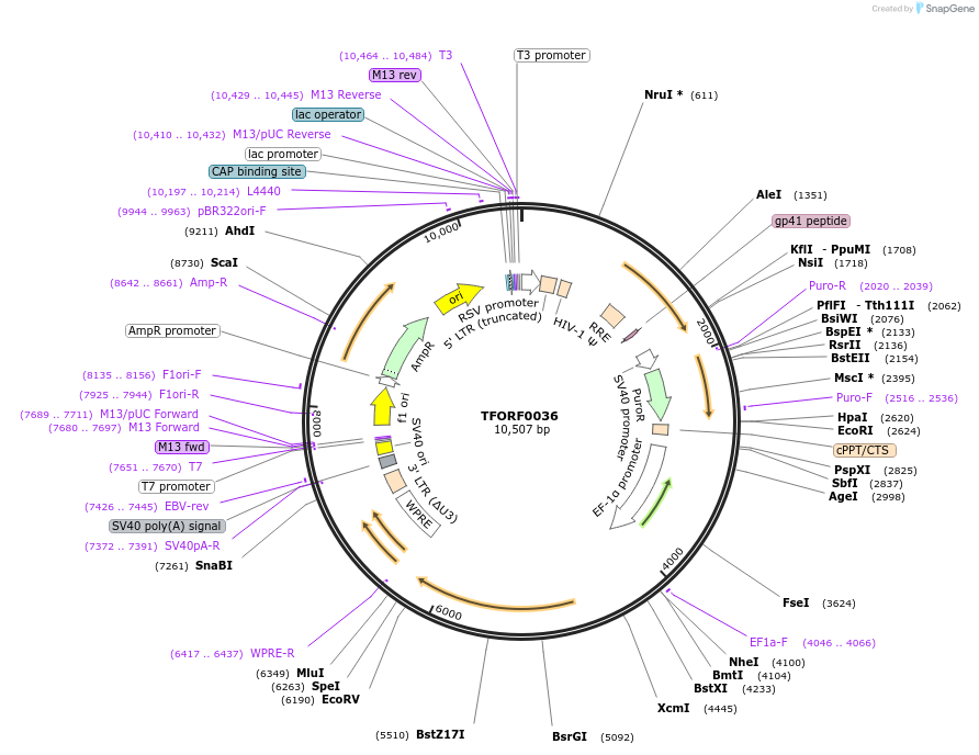 141487-plasmid-map-sequence-id-276597