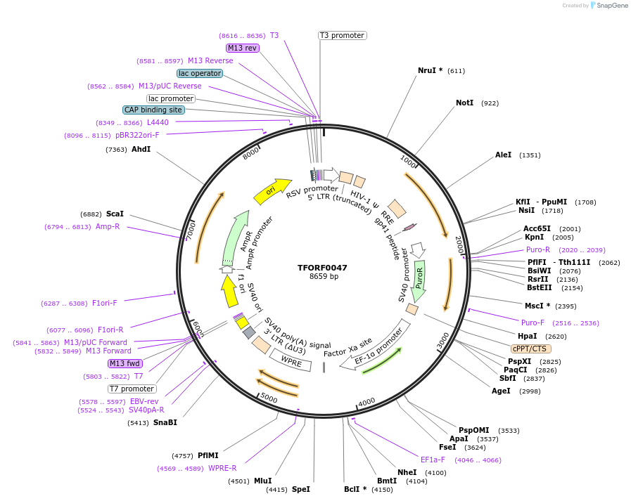 141492-plasmid-map-sequence-id-276612