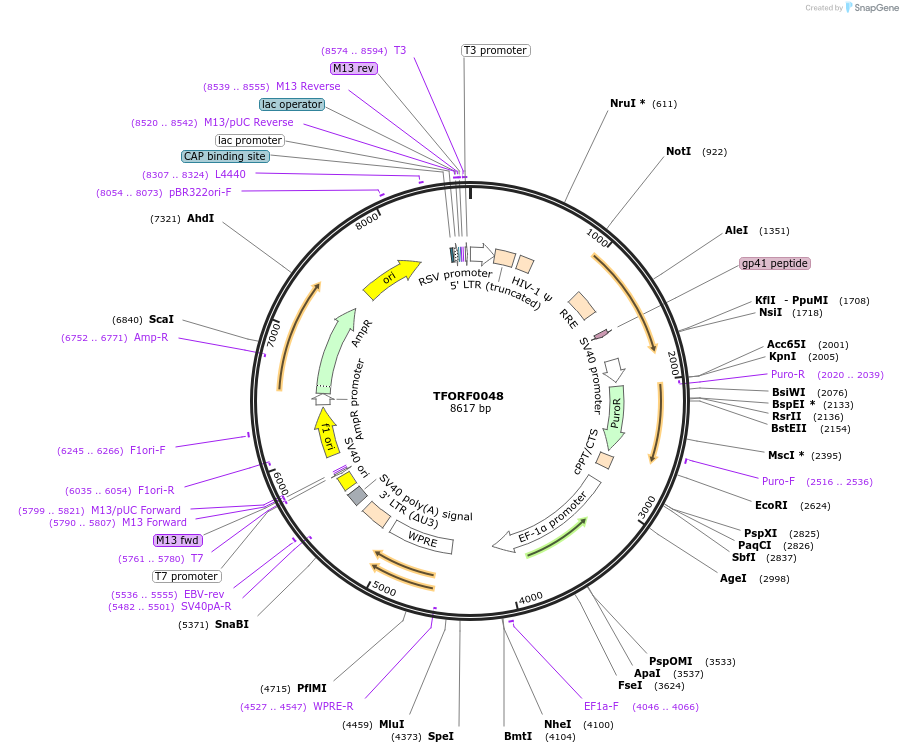 141493-plasmid-map-sequence-id-276615