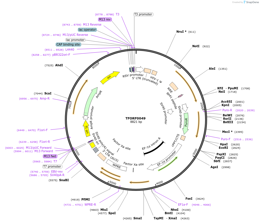 141494-plasmid-map-sequence-id-276618