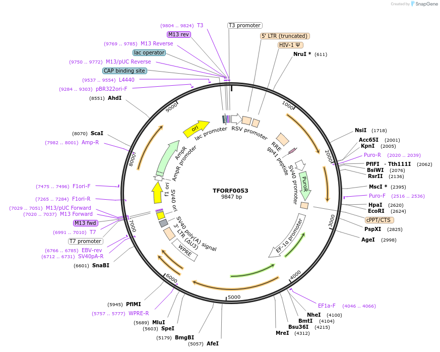 141498-plasmid-map-sequence-id-276630